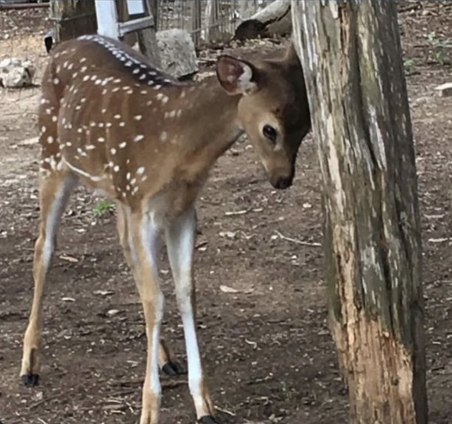 Ax0LosTL's tweet image. Stupdi dumb