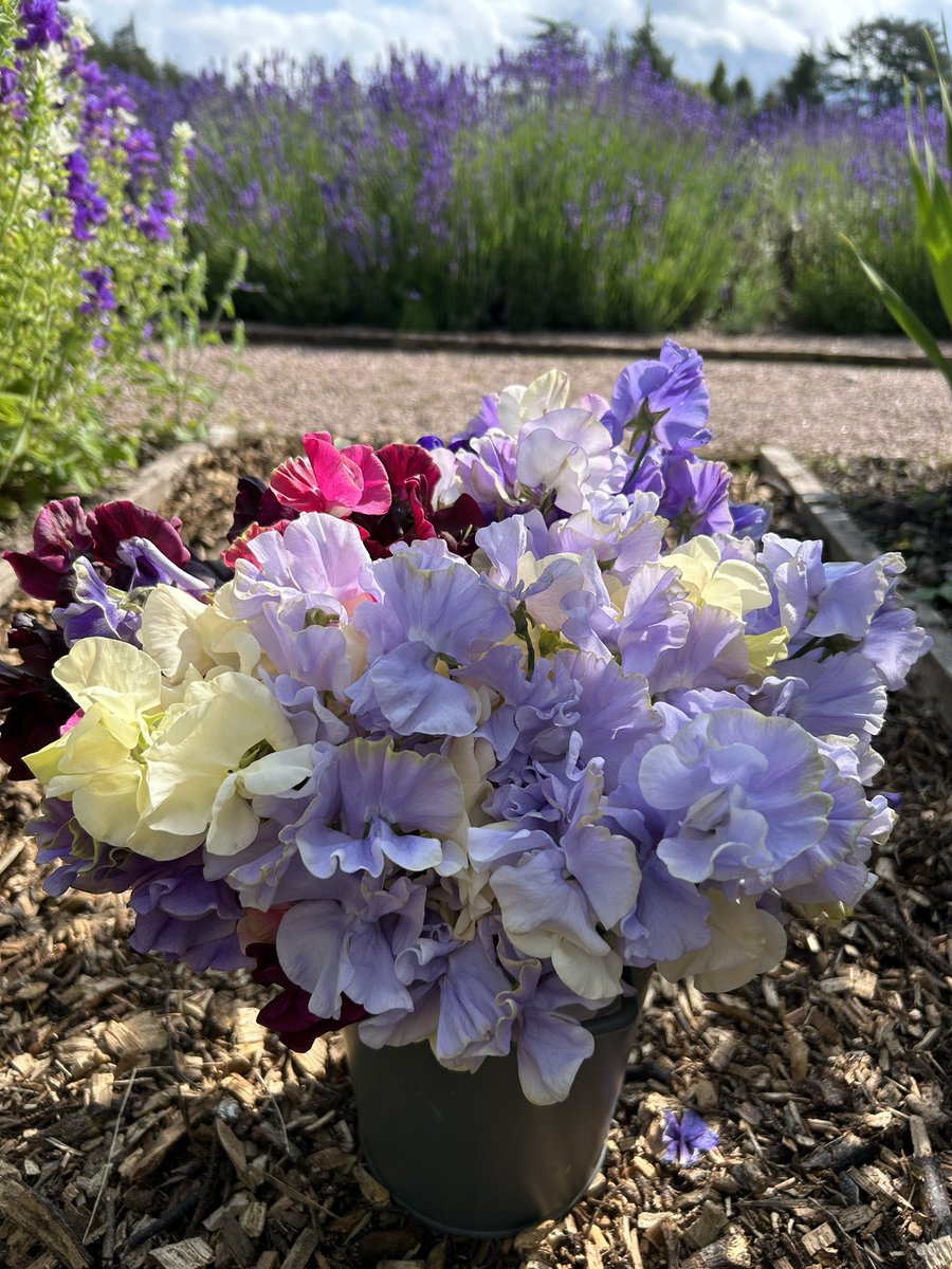 Zara Gordon Lennox tweet media