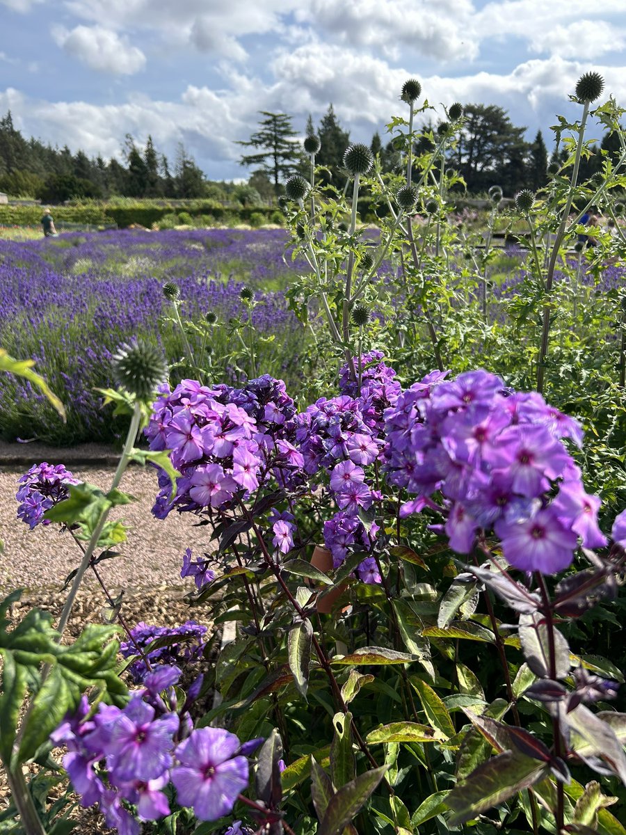 Zara Gordon Lennox tweet media