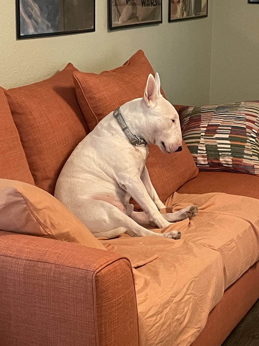 PupperNelson's tweet photo. my plushie isn’t funded yet and there are only 11 days left to go 😔

https://t.co/eJ10FcE6yJ https://t.co/AOIUjxftSf