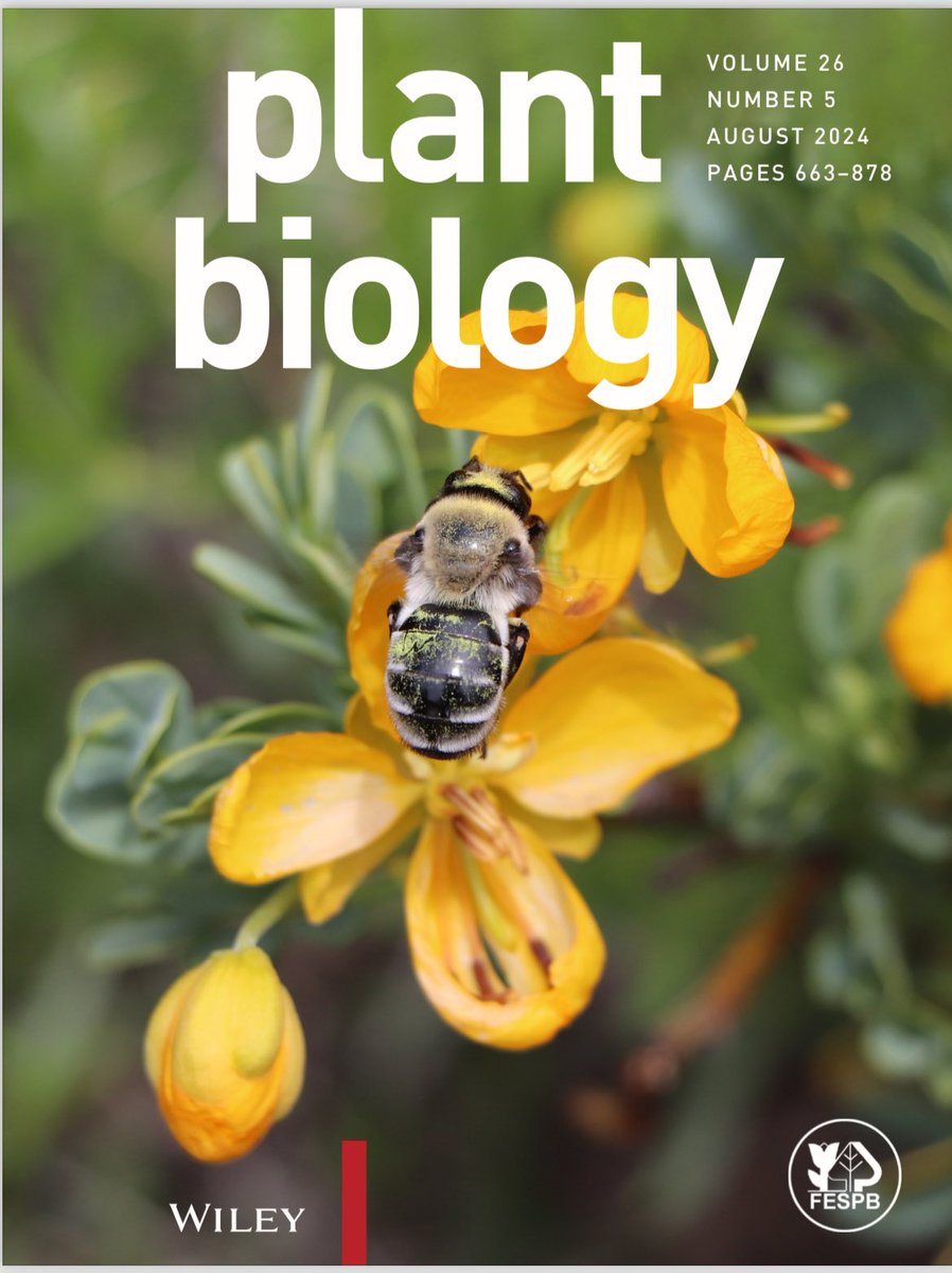mesquita_jn's tweet photo. Delighted to see one of my #buzzing bee pictures visiting Senna flowers in the high Andes on the cover of #plant #biology featuring our paper! #buzzpollination 

https://t.co/PGpTGpiHtq https://t.co/9neYJf75sM