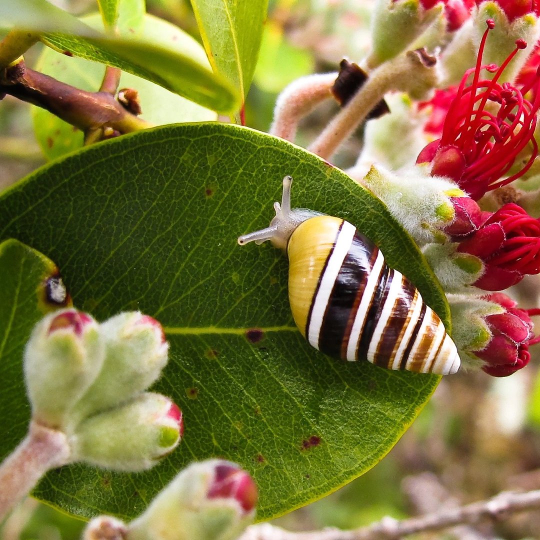 AllenPhil_'s tweet photo. The 2024 @NSF grantee announcement is getting closer. In the meantime, we’re looking back at all the amazing species that were the focus of last year's grantees; from the tiny crystal skipper butterfly to the scaly blunt-nosed lizard.

Read more: https://t.co/nhq0GOUAc0 https://t.co/K78rxegFnI