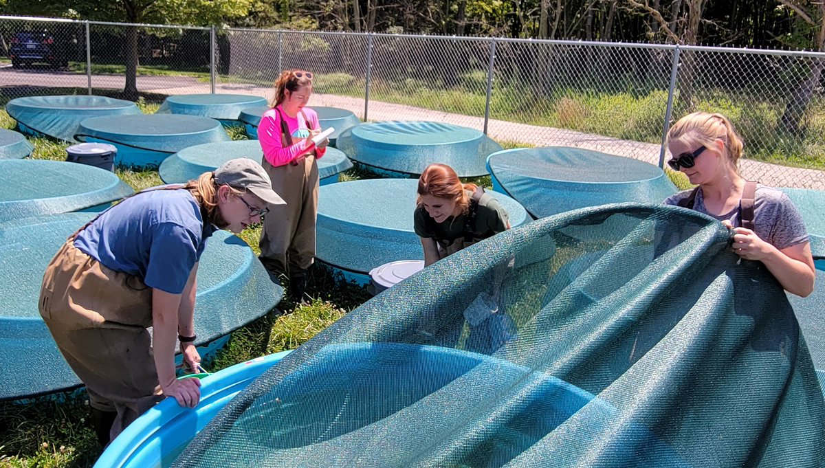 Nice sunny day at <a href="/UToledo/">The University of Toledo</a>'s Lake Erie Center to do some sampling! These students are setting up an experiment (40, 300 gallon tanks!) to understand how salt pollution is affecting freshwater ecosystems around the Great Lakes. Scientific fun in the sun <a href="/UToledo_NSM/">UToledo NSM</a>!