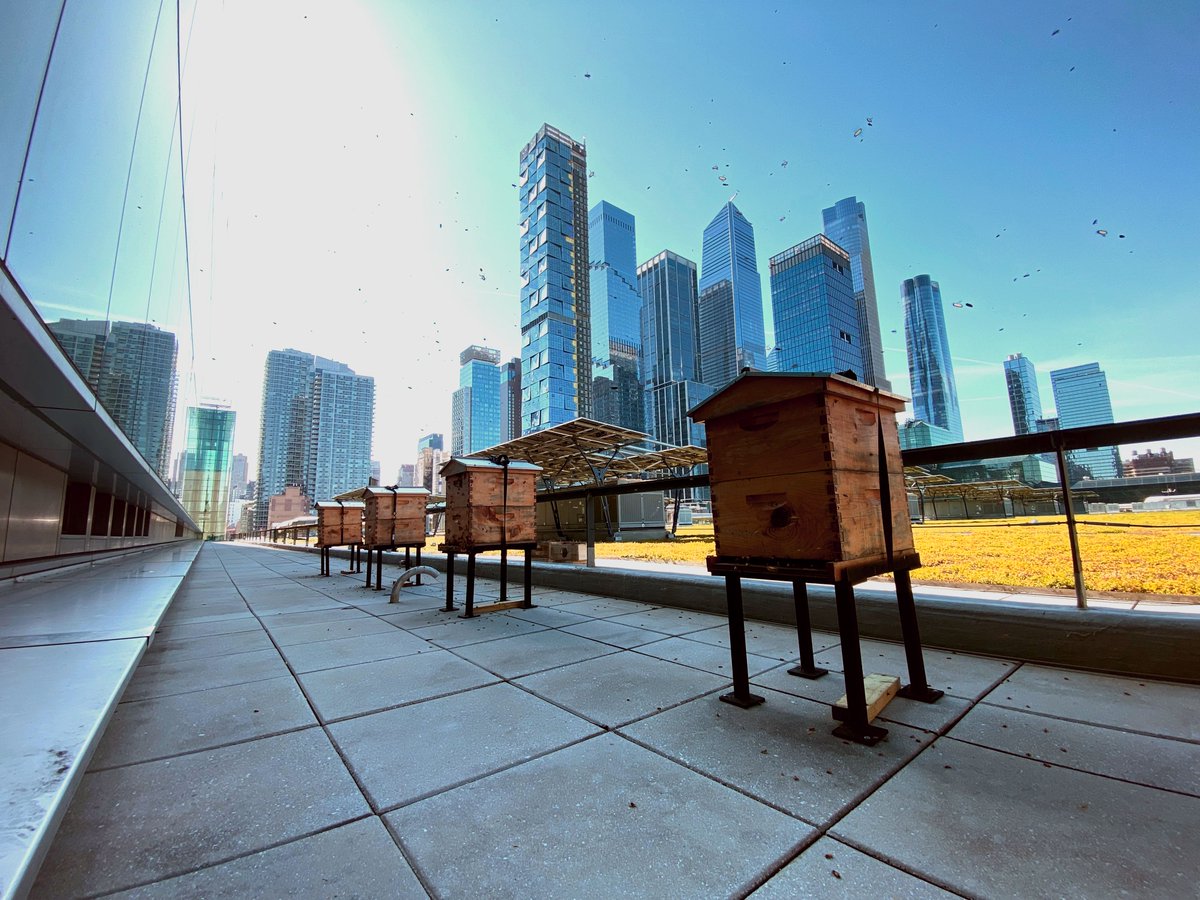 Happy Urban Beekeeping Day! A little blog post to celebrate.