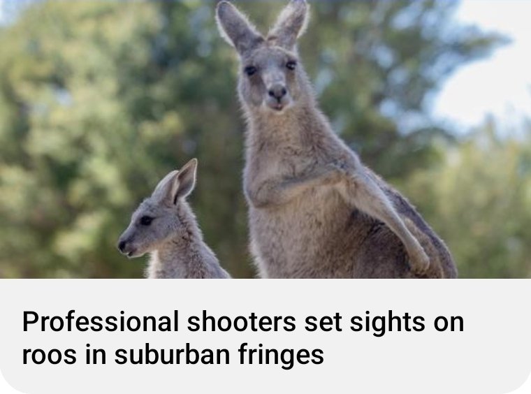 ajp_sa's tweet photo. While the SA government is considering increasing the commercial killing of kangaroos in the Adelaide Hills,
we have a unique opportunity to have our say.
https://t.co/dkbwCMuZ6P

Support @kangaroosalive.
https://t.co/HQOLVOQuno

Support the call for an inquiry by @TammyMLC. ⬇️ https://t.co/WpxITh8xiP