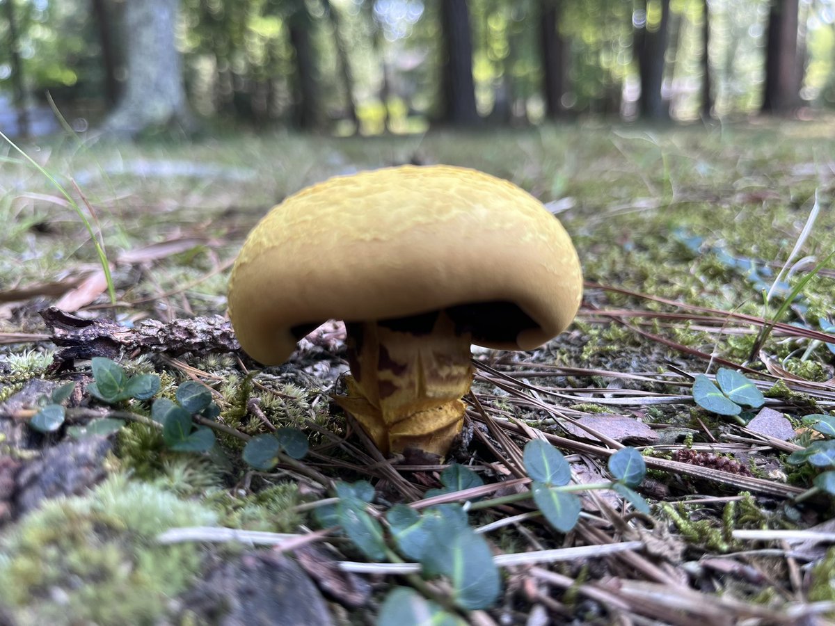 gossland50's tweet photo. I#FriskyFairyRingFriday 
Finally rained!! https://t.co/iTQ6Tbofvz