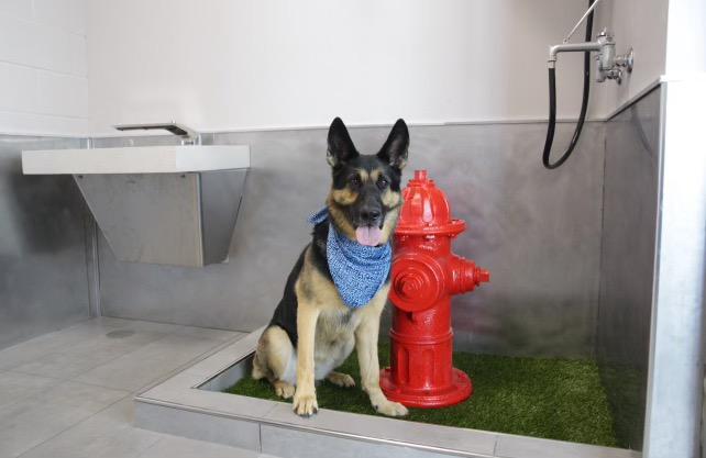 FlyMCW's tweet image. With a little help from our furry friends Bentley and Joya, here is another exciting addition in our new Terminal Facility, a Service Animal Relief Area that we have taken to calling SARA!