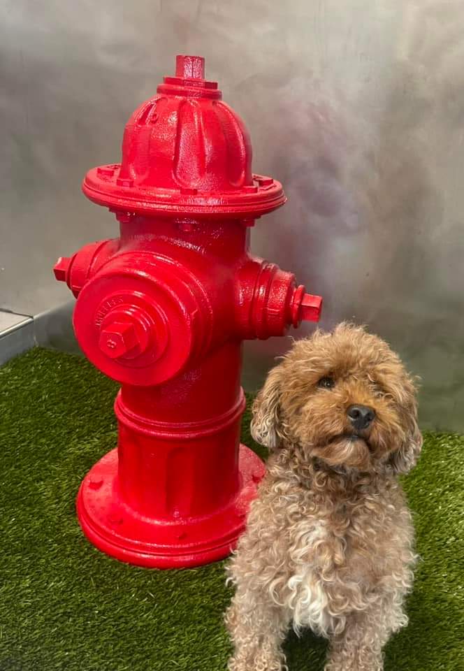 FlyMCW's tweet image. With a little help from our furry friends Bentley and Joya, here is another exciting addition in our new Terminal Facility, a Service Animal Relief Area that we have taken to calling SARA!