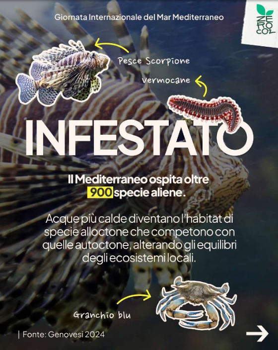 ZeroCo2's tweet photo. 🌊 Il Mar Mediterraneo sta soffrendo gli effetti estremi, rapidi e concreti del cambiamento climatico: è un mare sempre più tropicale, plastificato e sovrasfruttato.

⛵ Insieme, possiamo invertire la rotta e ridare ossigeno agli ecosistemi marini. https://t.co/rDWMoN9wQN