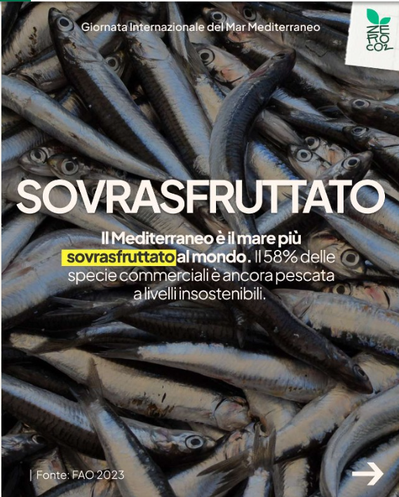 ZeroCo2's tweet photo. 🌊 Il Mar Mediterraneo sta soffrendo gli effetti estremi, rapidi e concreti del cambiamento climatico: è un mare sempre più tropicale, plastificato e sovrasfruttato.

⛵ Insieme, possiamo invertire la rotta e ridare ossigeno agli ecosistemi marini. https://t.co/rDWMoN9wQN