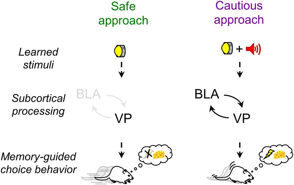 #JNeurosci: Findings from Hernández-Jaramillo et al. reveal the critical role of the pallidal-amygdalar connection in controlling cautious approach behaviors influenced by past experiences in rats. <a href="/So3Lab/">Sotres-Bayon Lab</a> <a href="/UNAM_MX/">UNAM</a>
jneurosci.org/lookup/DOI/10.…