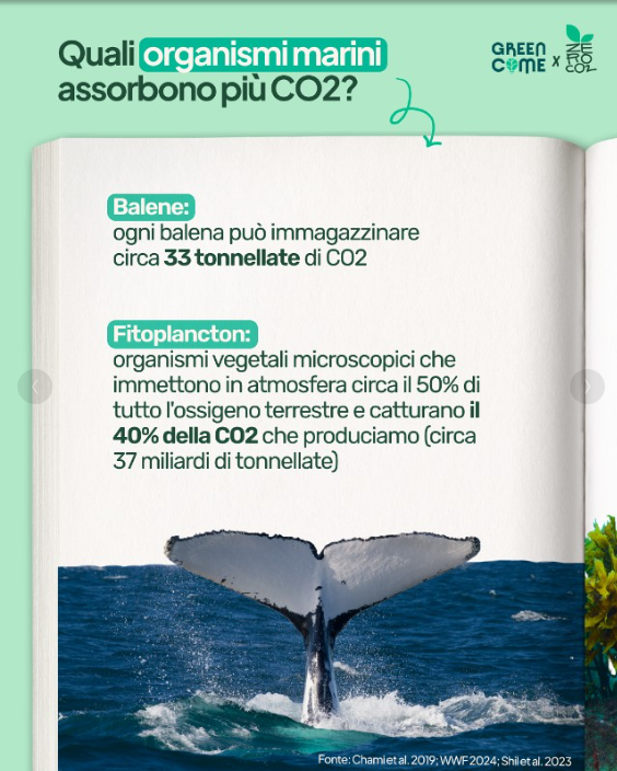 ZeroCo2's tweet photo. 🌊 Gli oceani assorbono il 30% delle emissioni di CO2 umane e contengono 60 volte più carbonio dell'atmosfera. 🌡️ Tuttavia, l'acidificazione e il riscaldamento minacciano gli ecosistemi marini e la capacità di assorbire CO2. Agiamo ora per salvare i nostri oceani! 🌍💚 https://t.co/FynU5sOMwx
