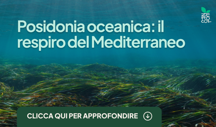 ZeroCo2's tweet photo. Posidonia oceanica: è un'alga o una pianta? Quali sono le sue funzioni? Dove si trova?

Scopri la storia, le funzioni e le sfide che affrontano i Posidonieti nel Mediterraneo nel nostro articolo articolo 🌱

Buona lettura sottomarina! 🌊

https://t.co/OlK7nFUQLU https://t.co/tJ1WZLE5gf