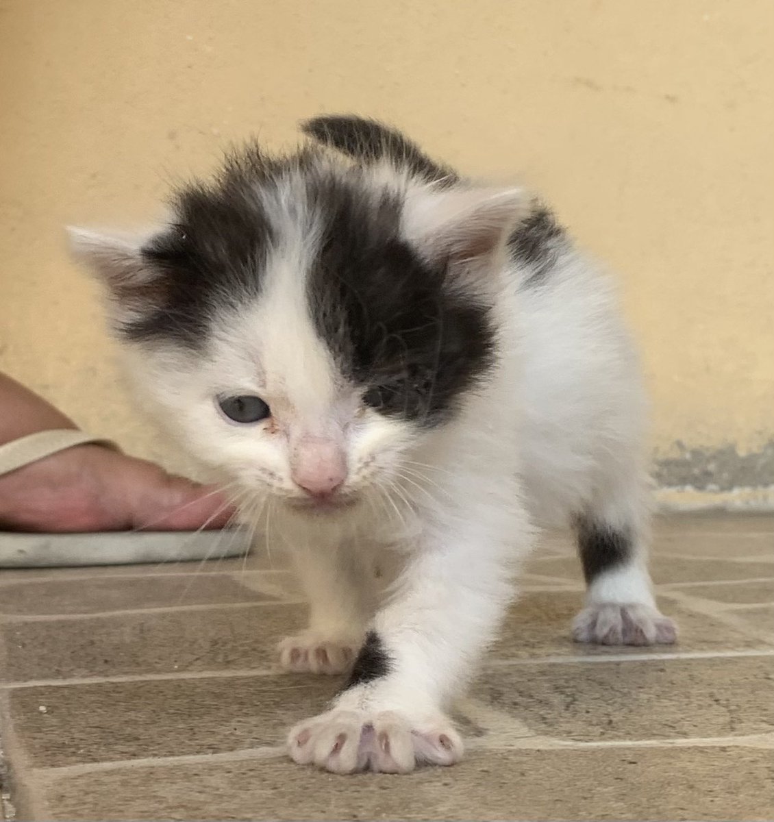 HannyaHc's tweet photo. ADOÇÃO RESPONSÁVEL 
Hoje eu resgatei uma gatinha na rua que foi abandonada e precisa de um lar, ela tem entre 20-30 dias 
Sou do bar dos cavaleiros, quem tiver interesse entre em contato
Lembrando que é uma adoção responsável, adote e cuide https://t.co/jaeBzY263p