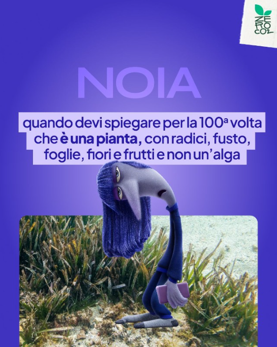 ZeroCo2's tweet photo. 🌱🌊 La Posidonia oceanica, il "Polmone verde del Mediterraneo," fornisce habitat per oltre 350 specie e sequestra 5,7 milioni di tonnellate di CO2 all'anno. Tuttavia, il 34% delle praterie è scomparso in 50 anni. Preserviamola insieme! 🌊💚 https://t.co/15LYCSCQJO