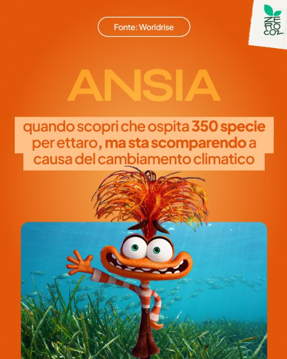 ZeroCo2's tweet photo. 🌱🌊 La Posidonia oceanica, il "Polmone verde del Mediterraneo," fornisce habitat per oltre 350 specie e sequestra 5,7 milioni di tonnellate di CO2 all'anno. Tuttavia, il 34% delle praterie è scomparso in 50 anni. Preserviamola insieme! 🌊💚 https://t.co/15LYCSCQJO