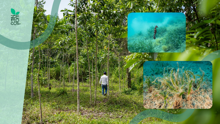 ZeroCo2's tweet photo. 🌱 Vuoi posizionarti come azienda sostenibile e creare un impatto positivo? Crea una foresta aziendale! Scopri come AlmavivA S.p.A. ha fatto la differenza con zeroCO2: dalla foresta in Guatemala nel 2019 alla riforestazione di un Posidonieto in Sardegna nel 2022. 🌳 https://t.co/oXK57PCepf