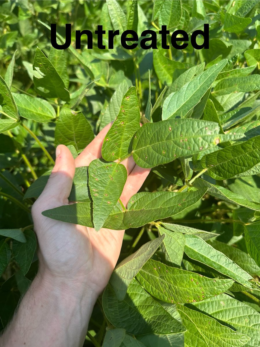 Lucento fungicide showing excellent control against frogeye leaf spot.  Lucento fungicide provides long lasting control of key soybean diseases like frogeye leaf spot, cercospora leaf blight, target spot, and Septoria brown spot.  Photo credit to Dr. GL Priess. <a href="/FMCAgUS/">FMC Ag US</a> #Lucento