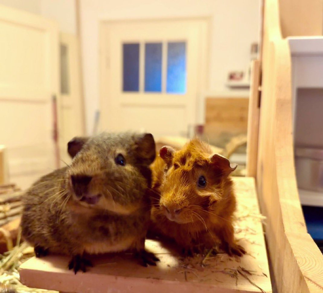 pilipalagwyn's tweet photo. Seid ehrlich, wüsstet ihr ohne mich wie unglaublich cool Meerschweinchen sind, sozusagen die Krone der Schöpfung 😊 https://t.co/pARLvN4Jnz