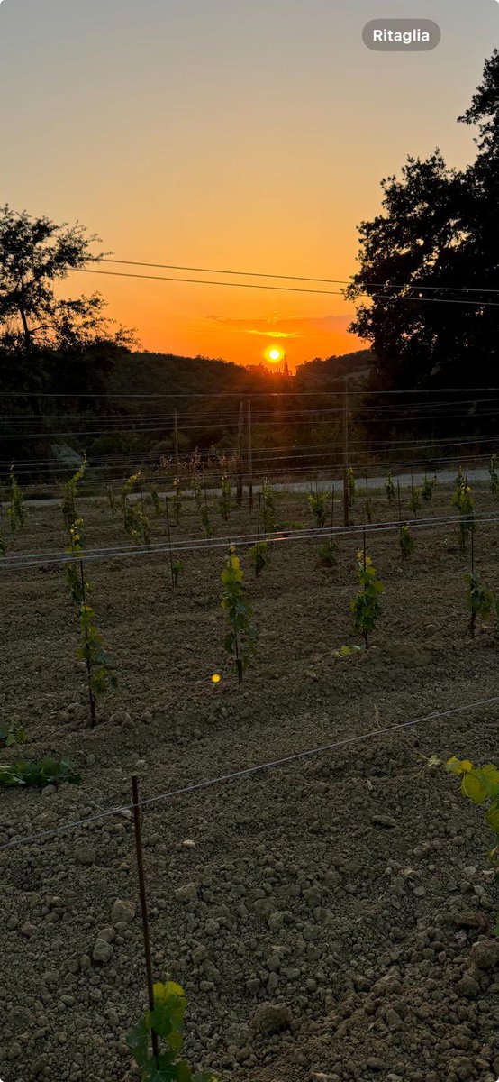 And #Chopin our new vineyard is growing and our Maestro Danilo @viniconestabile is fully satisfied ;-)