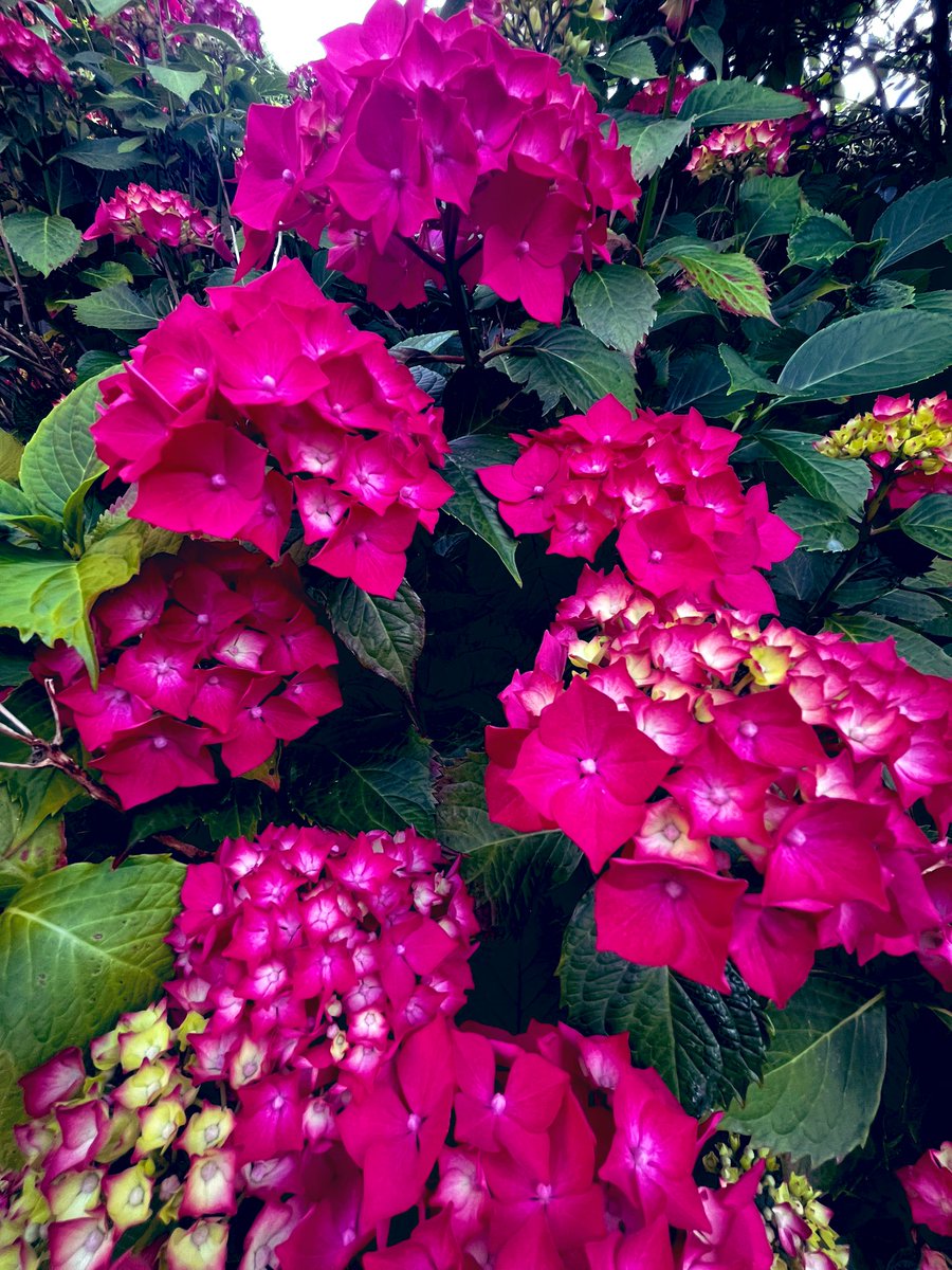 ArchiebyNature's tweet photo. If only time and thought
could be as perfectly
arranged as flowers…
🌺 🫶🏻🏡
#ViewRightNow https://t.co/Z8SQ1aTxc9