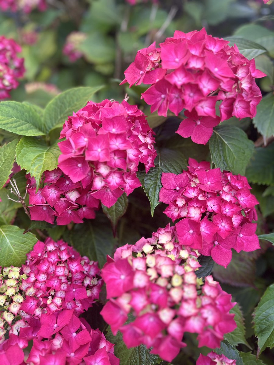 ArchiebyNature's tweet photo. If only time and thought
could be as perfectly
arranged as flowers…
🌺 🫶🏻🏡
#ViewRightNow https://t.co/Z8SQ1aTxc9