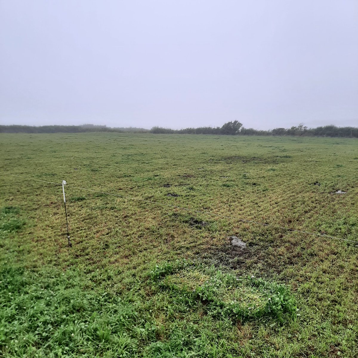 Lovely grazeout's with the <a href="/Germinal_Ire/">Germinal Ireland</a> top 5 extend. A strong clover take on all paddocks despite a very wet period since sowing last fall. Received clovermax in spring and great kill rate.