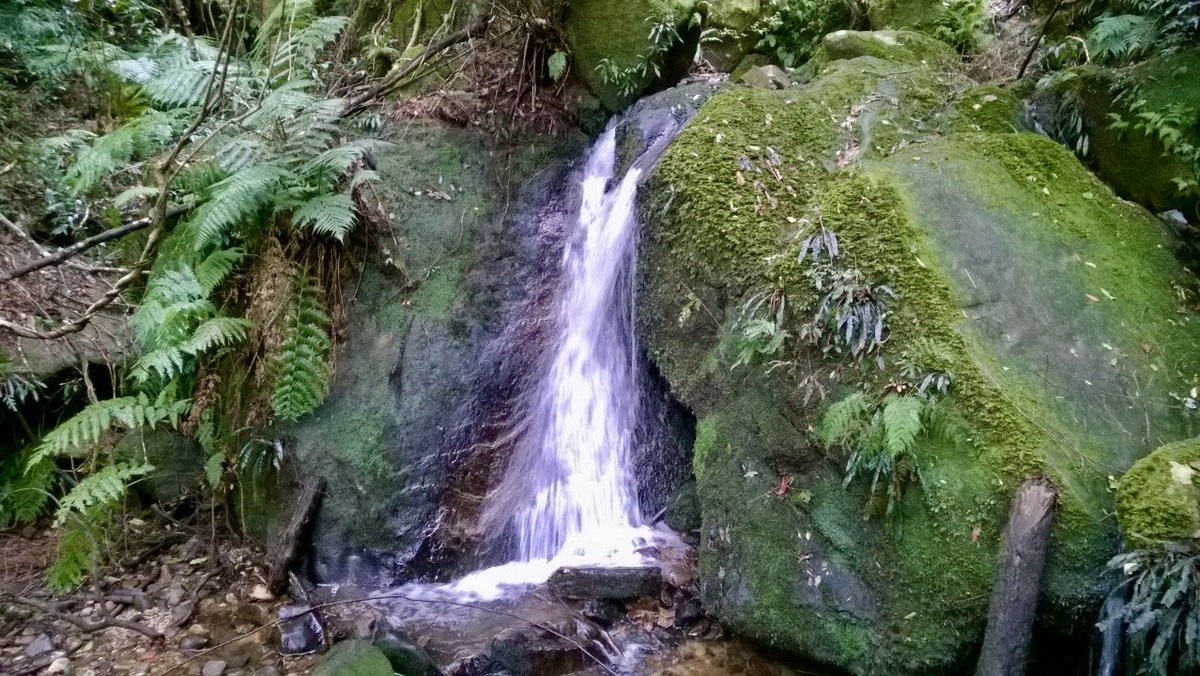 Peter Webster tweet media