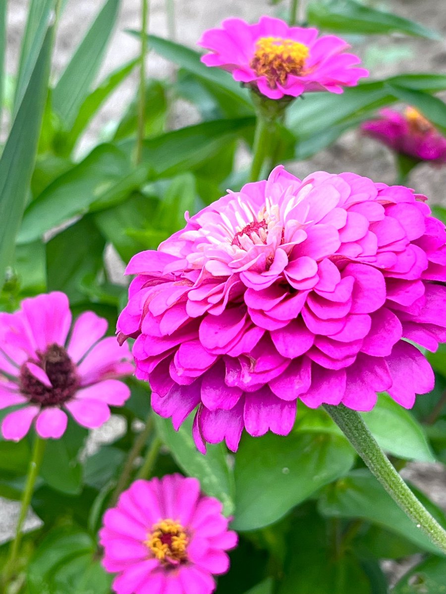 Shinsak08551604's tweet photo. 7月20日  𝙎𝙖𝙩𝙪𝙧𝙙𝙖𝙮  💕💗💖💞💓🌸🎀🌷💝💘

おはようございます ෆ˚*

𖤣𖥧𖥣｡𖡼. ﾋﾟﾝｸ ﾉ ｼﾞﾆｱ 𖤣𖥧𖥣｡𖡼.

ﾊﾅｺﾄﾊﾞ𓂃❁⃘𓈒𓏸

           ｢別れた友への思い｣

笑顔いっぱいの素敵な週末を

お過ごし下さいね( ⸝⸝•ᴗ•⸝⸝ )੭♡ https://t.co/wPSBw7ZPDA