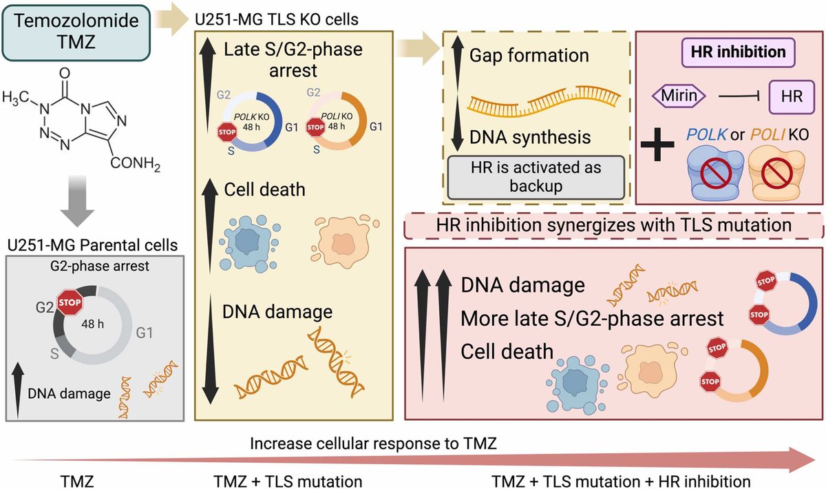Marcela, PhD tweet media