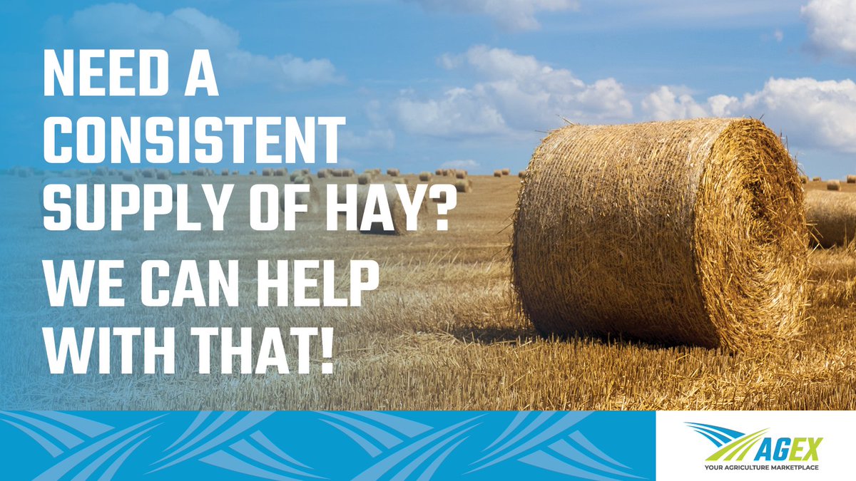 agexgroup's tweet photo. Selling your hay? We have an app for that! 
The AGEX app gives you a trusted place to buy and sell on our platform - now including hay! 
Download the app and sign up today to help sell your crop!  https://t.co/losj0geRSk https://t.co/WbvIdDdQqo