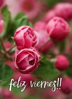 MARIALUISAMAR5's tweet photo. Beautiful WEEKEND  
Wonderful flowers https://t.co/Xn5vIVgJxZ