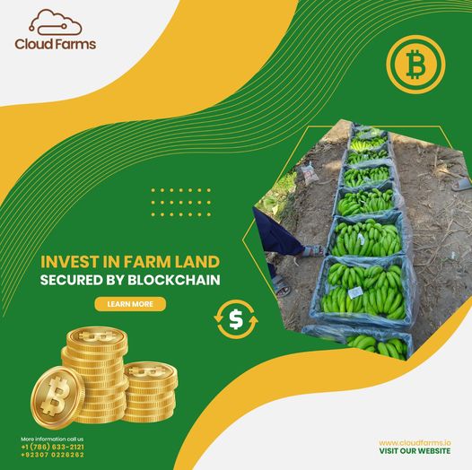 cloudfarms_'s tweet photo. Invest in Banana Farms (Autumn Contract) and earn more than 46% in annual profits and cash flows from banana farming.    
#blockchaininfarming #smartfarming #cloudfarms #farminvestment #Agriculture #farmlandforsale #agribusiness #landinvestment #CryptoCommunity https://t.co/roHYSS3Xcn