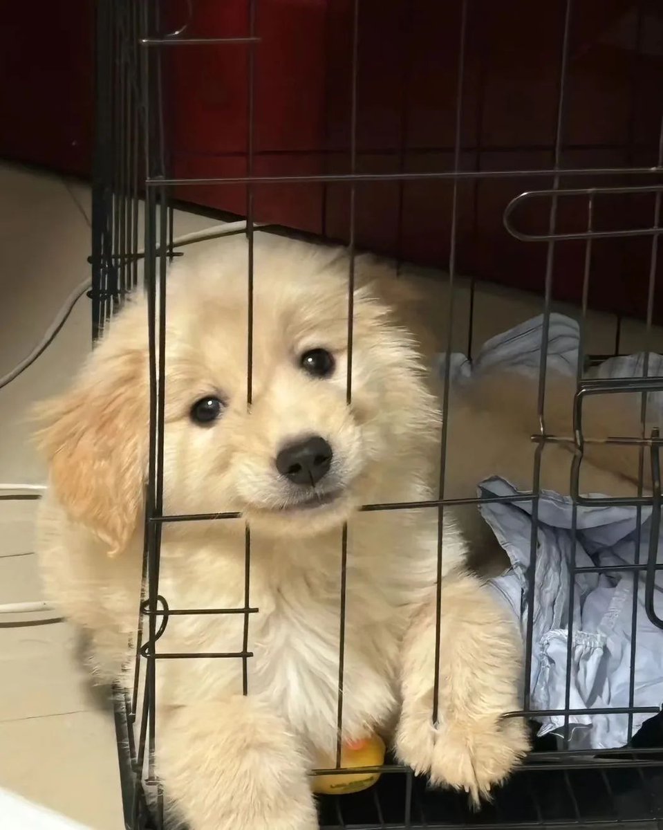 dogssaveworld's tweet photo. https://t.co/vKSVcfXvoe