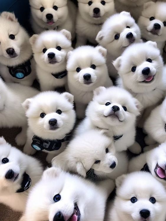 dogs so cute that could save the world (@dogssaveworld) on Twitter photo 