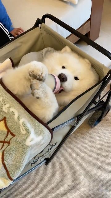 dogs so cute that could save the world (@dogssaveworld) on Twitter photo 