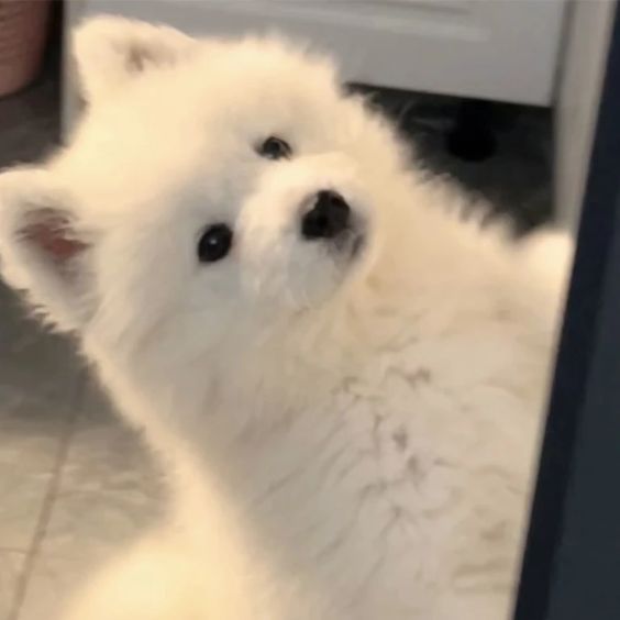 dogssaveworld's tweet photo. Curious eyes looking up with maximum cuteness 🥰 https://t.co/1w4KoLLiTy