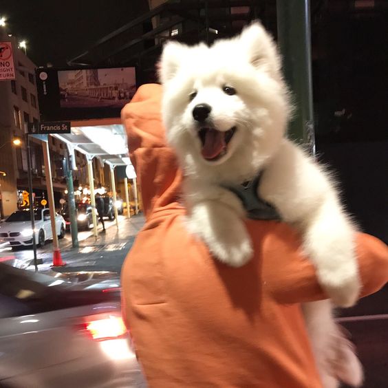 dogs so cute that could save the world (@dogssaveworld) on Twitter photo 