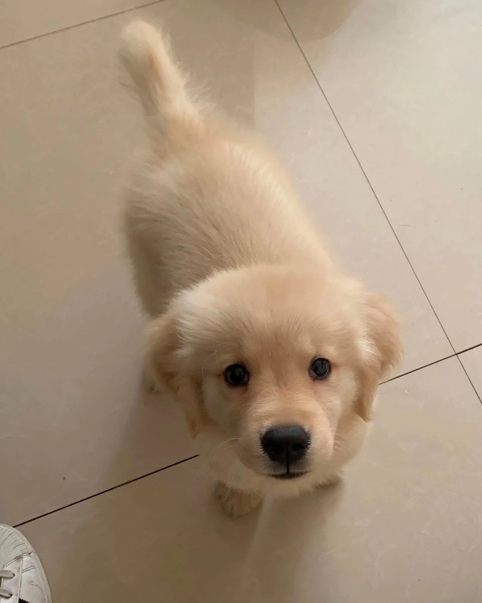 dogs so cute that could save the world (@dogssaveworld) on Twitter photo 