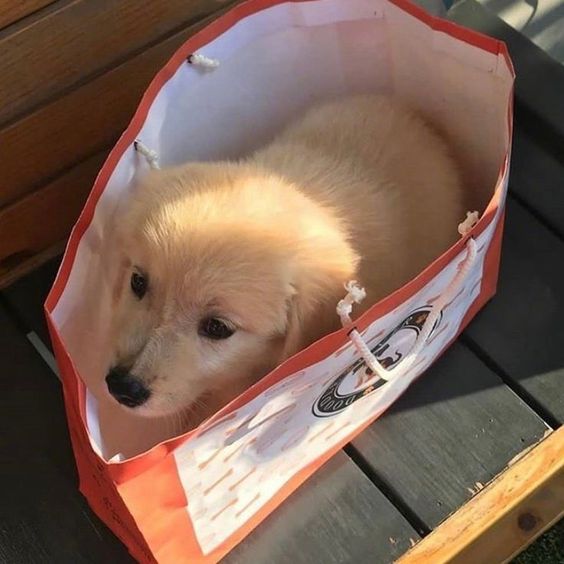 dogs so cute that could save the world (@dogssaveworld) on Twitter photo 