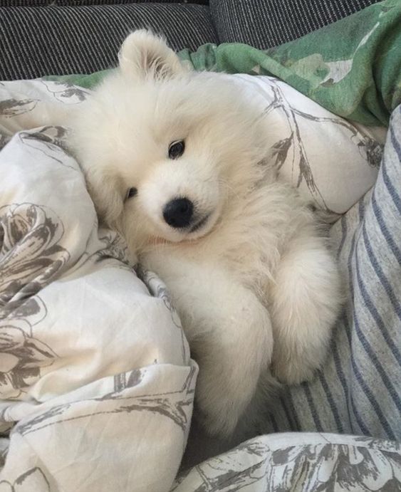 dogs so cute that could save the world tweet media