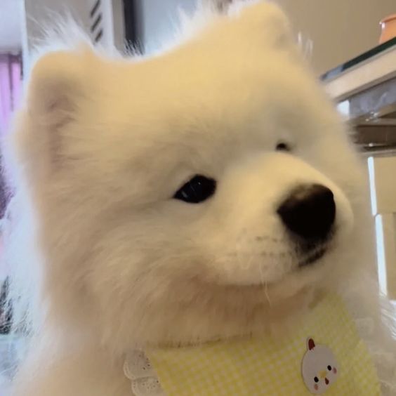 dogs so cute that could save the world (@dogssaveworld) on Twitter photo 