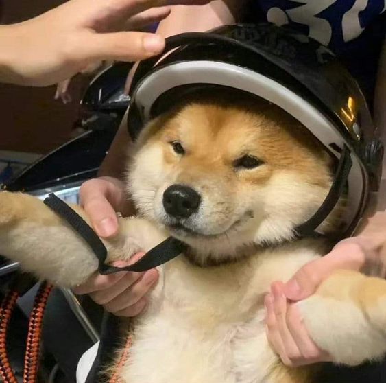 dogs so cute that could save the world (@dogssaveworld) on Twitter photo 