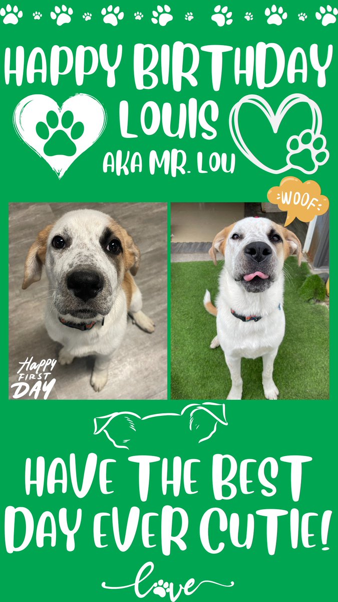 DogsTailinc's tweet photo. Happy birthday Mr.Lou! 

Thanks for joining ussince you were the size of one of your paws! Here's to many more handsome boy!

#doggydaycare #yycdogs #calgarydogs #dogs #puppies #birthday #happybirthday #dogbirthday #woof #daycare #yyc #cute #awe #Louis #DogsTail https://t.co/yoRfvvbrJl