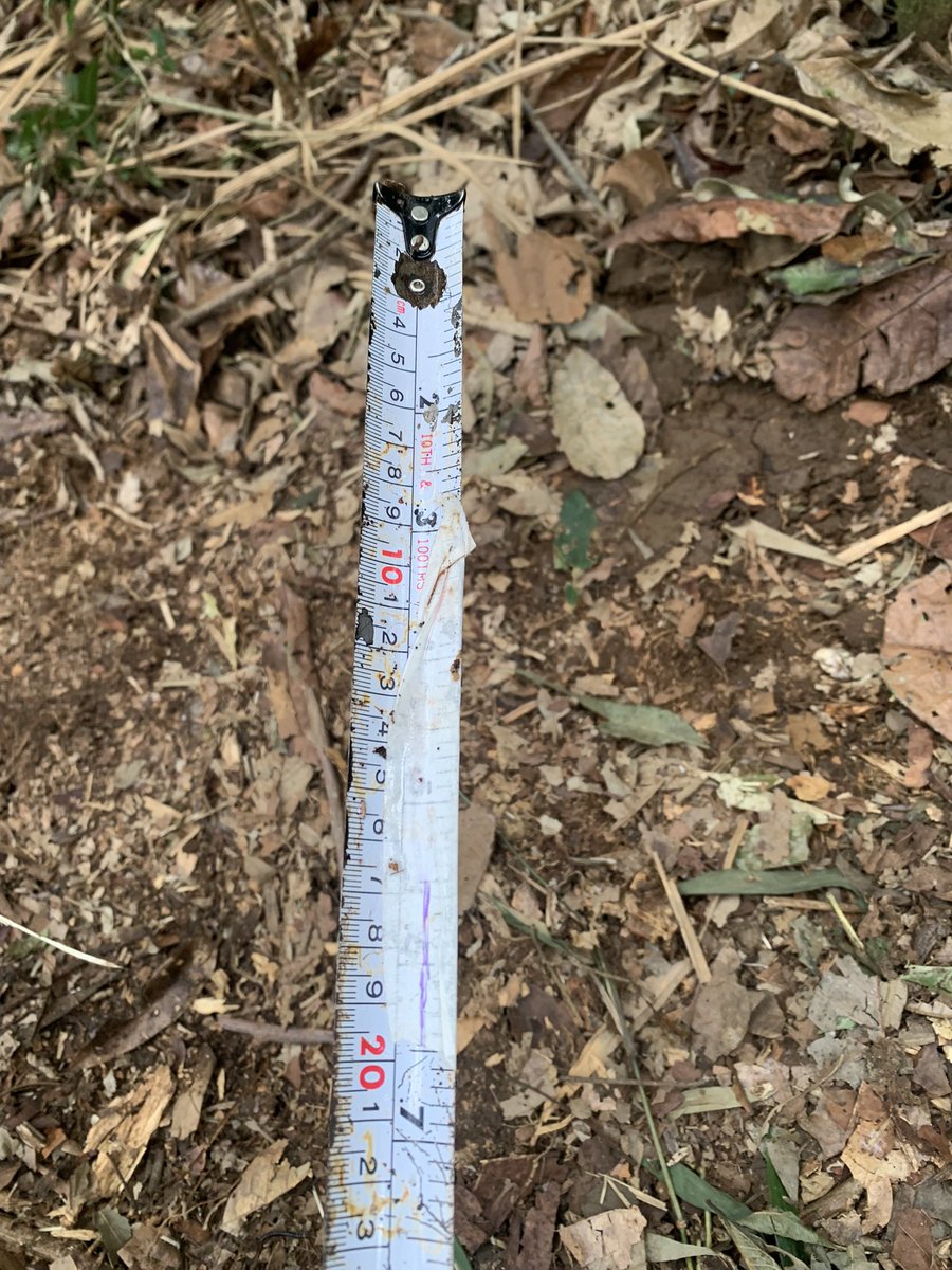 pediplano's tweet photo. trabalho de campo cheio de gambiarras 🇧🇷 com o “amôzinho”*

*nome carinhoso para amoozemeter: equipamento que mede a condutividade hidráulica saturada do solo https://t.co/xl8nlMsyJw