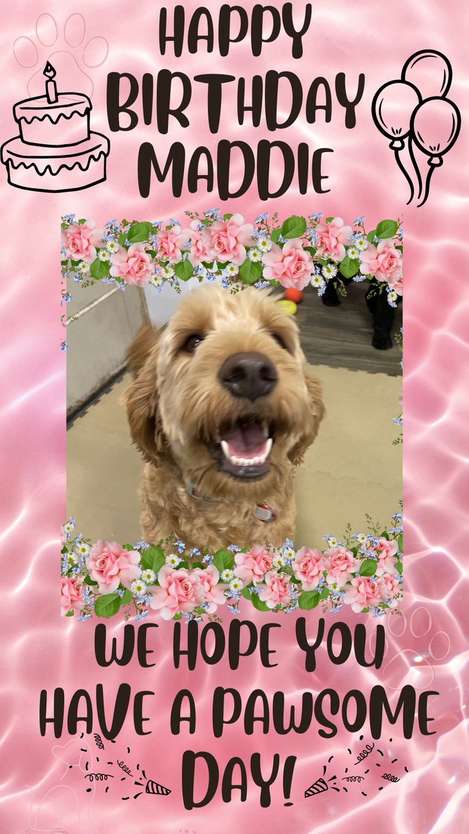 DogsTailinc's tweet photo. Happy Birthday Maddie!

Have a pawsoe day girl! 

#doggydaycare #yycdogs #calgarydogs #dogs #puppies #birthday #happybirthday #dogbirthday #woof #daycare #yyc #cute #awe #Maddie #DogsTail https://t.co/j1NdnrbErp