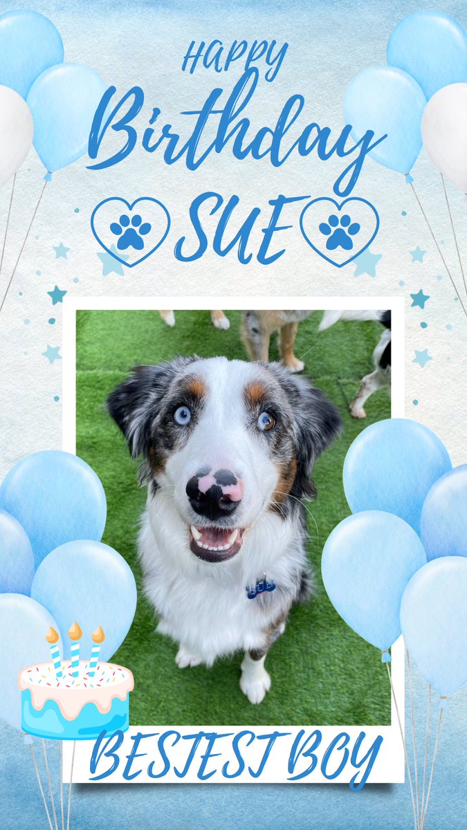 DogsTailinc's tweet photo. Happy birthday Sue! 

Pawty - hard!

#doggydaycare #yycdogs #calgarydogs #dogs #puppies #birthday #happybirthday #dogbirthday #woof #daycare #yyc #cute #awe #Sue #DogsTail #aboynamedsue #Johnnycash https://t.co/X1fBVRXRaE