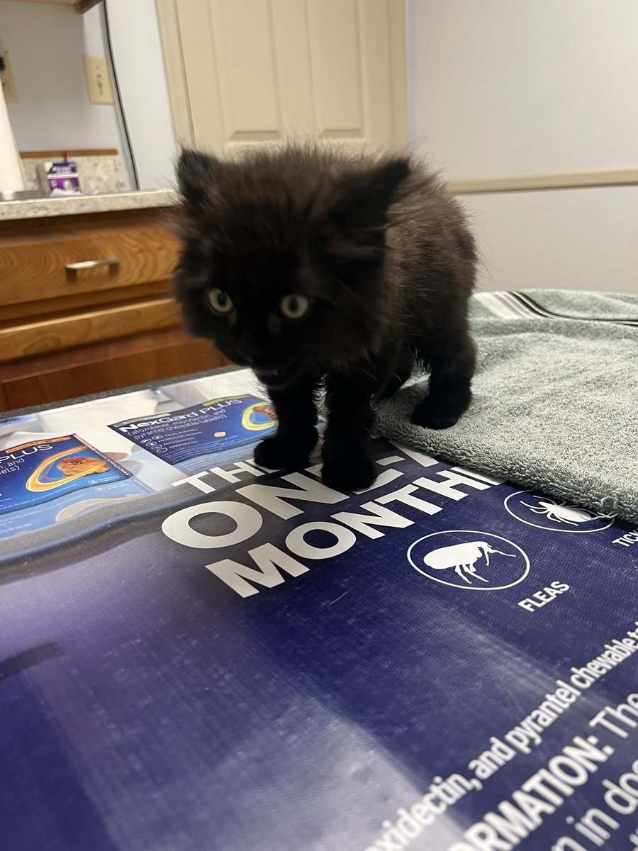 halfblakeddd's tweet photo. Lil guy https://t.co/nXZsqMI4W4