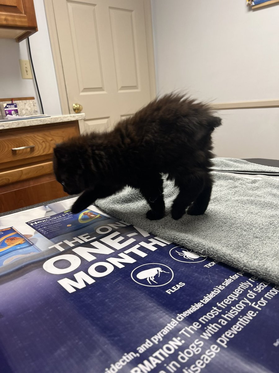 halfblakeddd's tweet photo. Lil guy https://t.co/nXZsqMI4W4