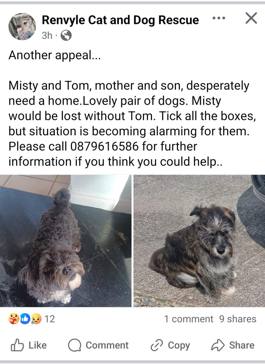 Mother &amp; son, inseparable, can anyone even offer foster care to keep them together. Please share